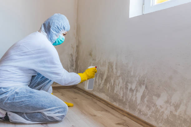 Licensed Mold Cleanup service in Marshall, TX - WQB Mold Removal