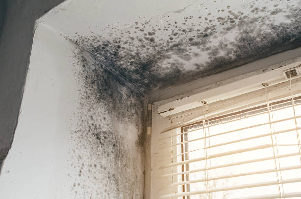 Affordable Mold Cleanup solutions in Marshall, TX